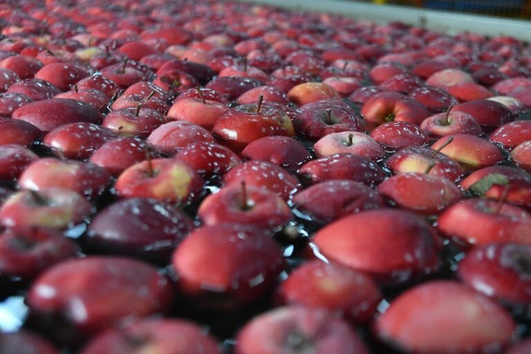Why Moldovan Apples Stand Out on the Global Market